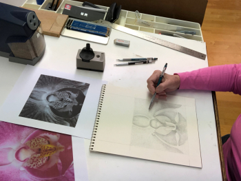 2018 Drawing a phalaenopsis orchid center.