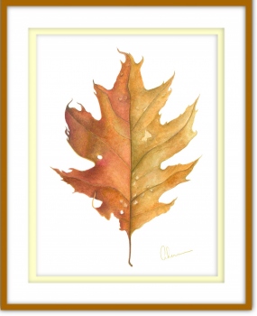 A Northern Red Oak Leaf - Quercus rubra