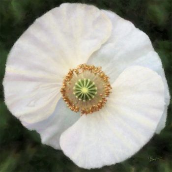 White Iceland Poppy - Original Fine Art and Prints