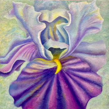 Playful - Purple Rain Iris