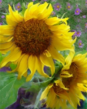 120801-Ahern-sunflowers+purple-asters-4x72