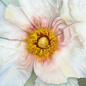 White Peony Squared Original Art by Mary Ahern