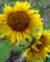 Sunflowers with Purple Asters