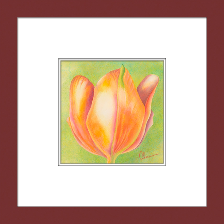 Orange Tulip matted and framed.